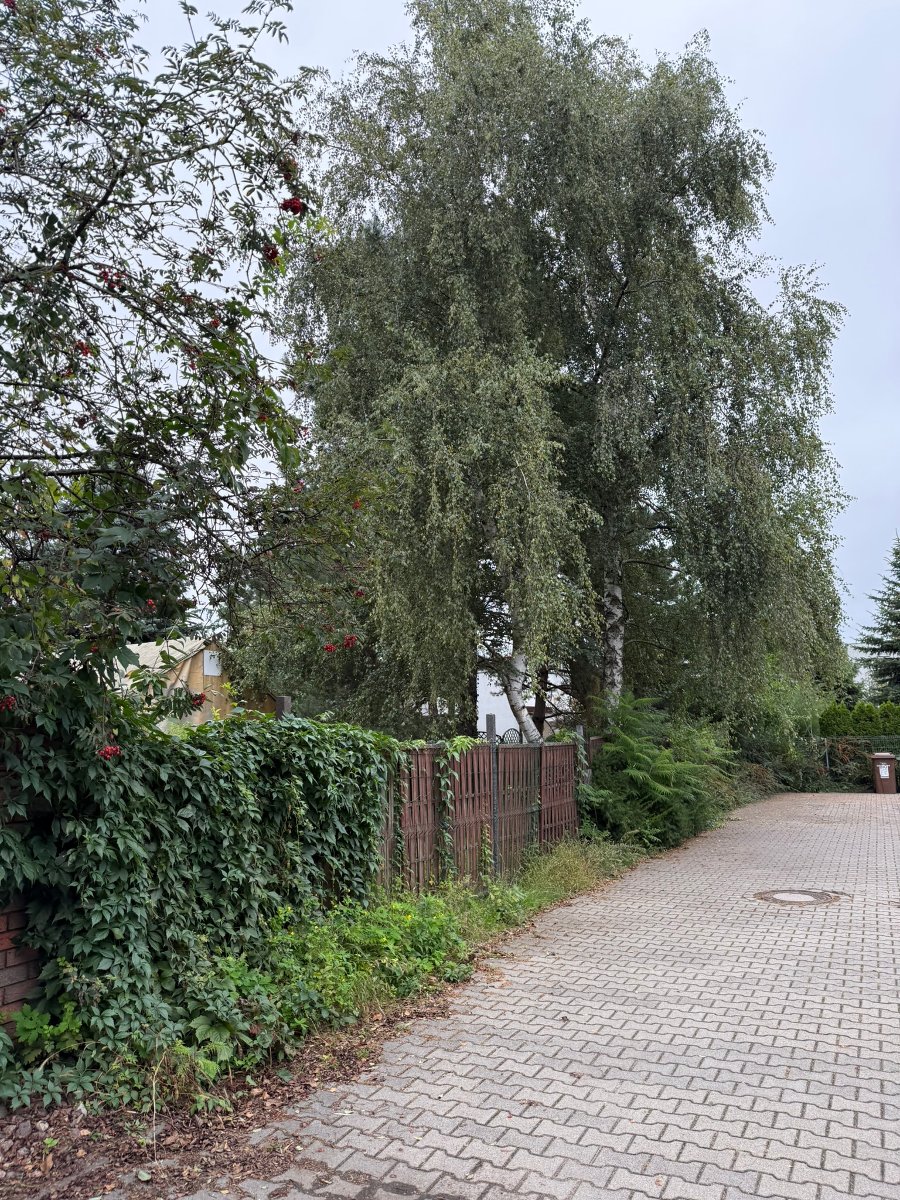 widok od strony ul. Sępoleńskiej, działka niezabudowana, zadrzewiona