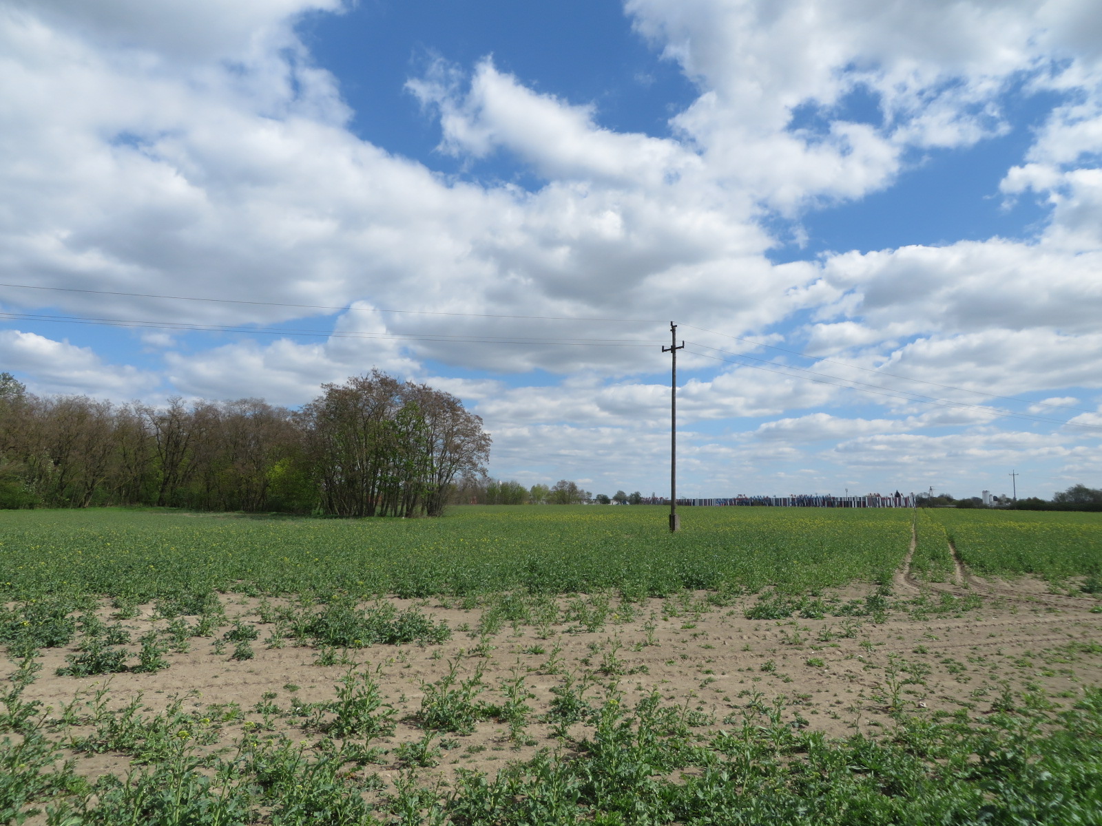 Obodrzycka, Garaszewo, nieruchomość inwestycyjna na sprzedaż, widok na pole i zadrzewienia