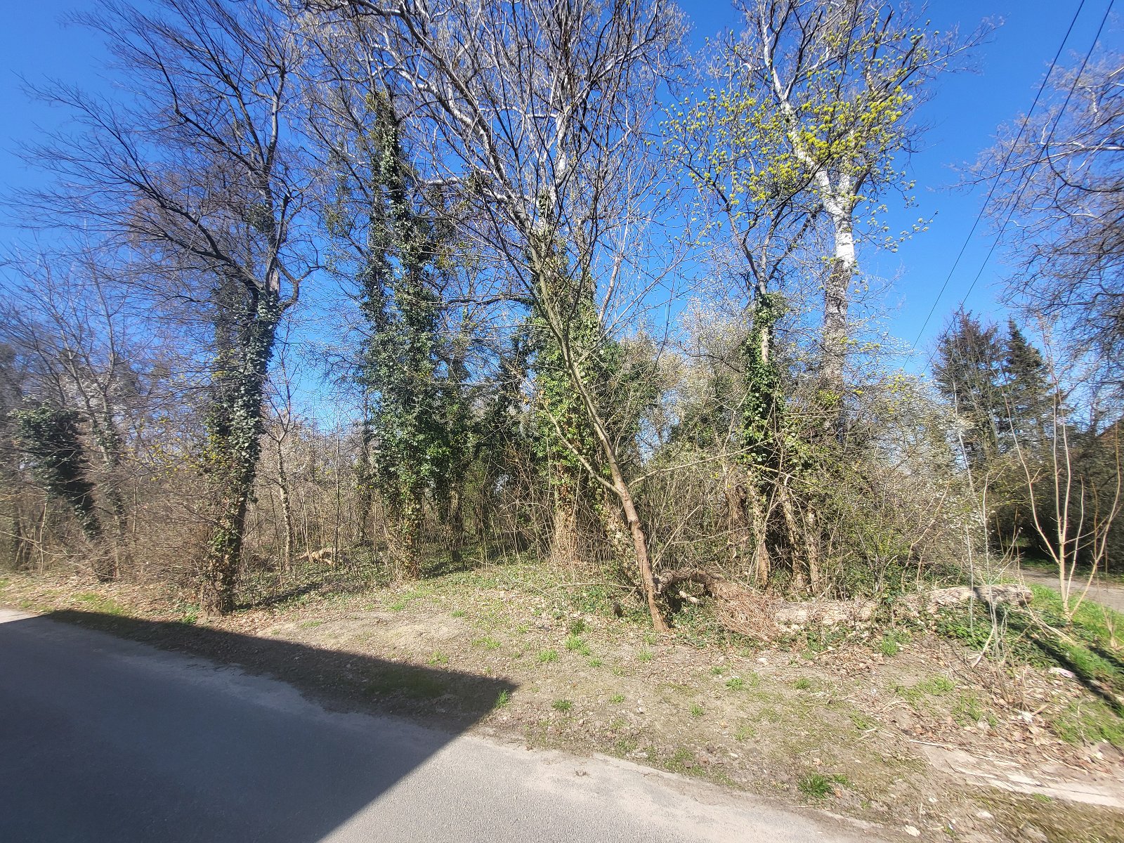 Widok na działkę 278 od strony ulicy Hynki, działka porośnięta drzewami oraz trawą,