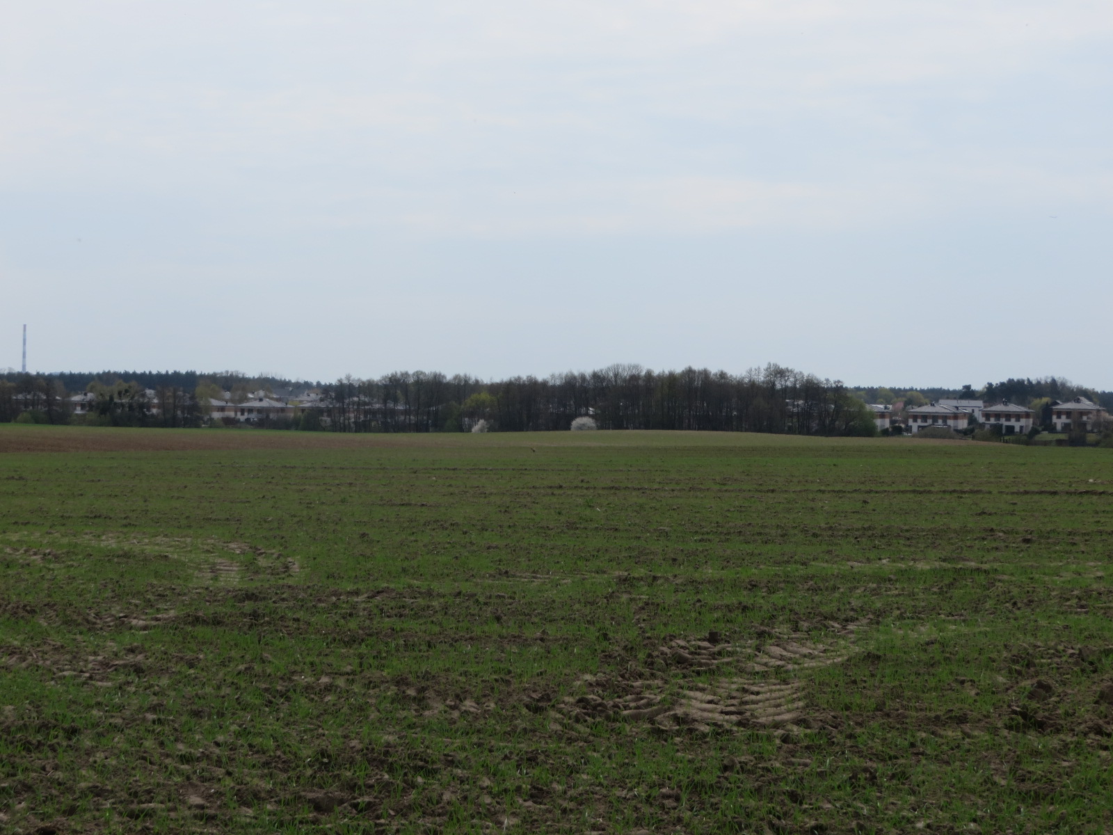 widok na działkę nr 141, działka niezabudowana, pole uprawne