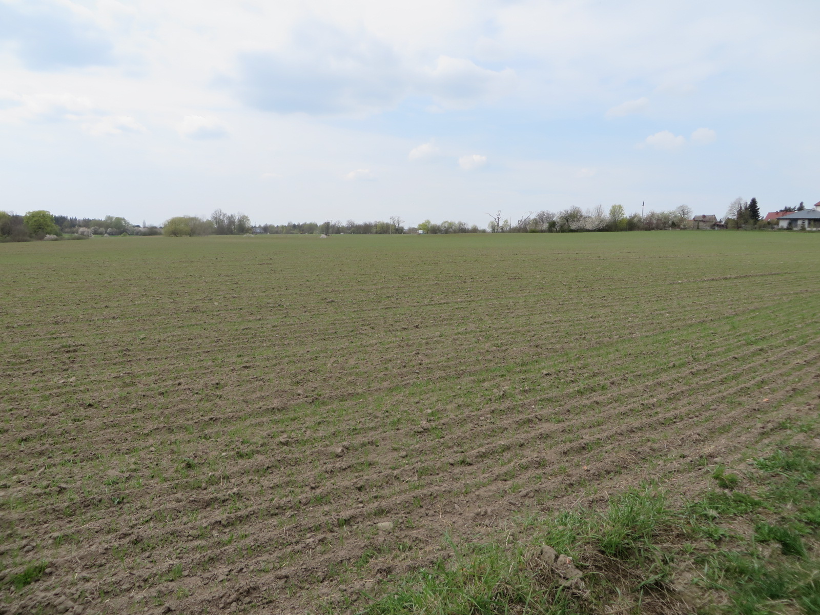 widok na pole inwestycyjne, pole uprawne, działki niezabudowane
